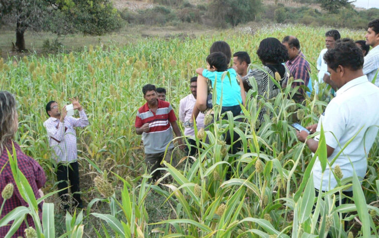 With-farmers-in-a-sorghum-field-1